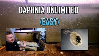 How I Raise Daphnia Water Fleas And You Can Too [upl. by Idhem]