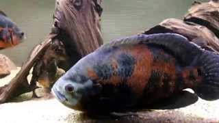 Introducing giant oscar cichlid to tank [upl. by Alia]