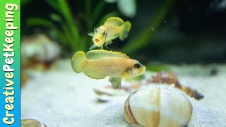 Shell Dwellers  My favorite nano fish Neolamprologus multifasciatus amp Lamprologus ocellatus gold [upl. by Mabelle]