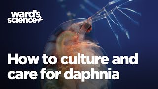 Caring and Culturing for Daphnia [upl. by Flann]