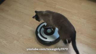 Cat shows HOW TO use iRobot Roomba Vacuum [upl. by Acired]