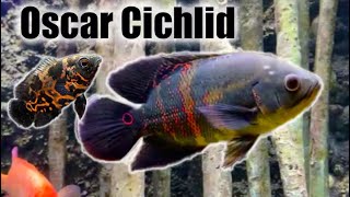 Oscar Cichlid  Care Guide amp Species Profile [upl. by Zeuqirdor]