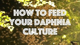 How To Feed Your Daphnia Culture [upl. by Nuawed]