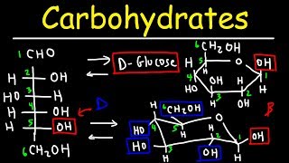 Carbohydrates  Haworth amp Fischer Projections With Chair Conformations [upl. by Leirua]