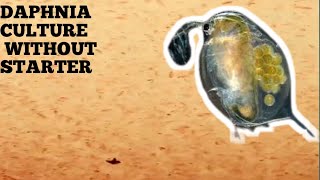 HOW TO CULTURE DAPHNIA NATURALLY WITHOUT A STARTER [upl. by Asnerek897]