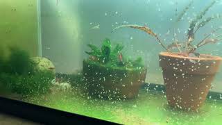 Daphnia Culturing Snails or no snails [upl. by Nekcerb741]