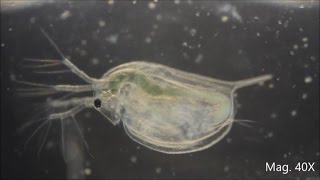 Daphnia magna under the Microscope [upl. by Nohtahoj]