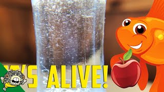 How to culture Vinegar Eels The EASY Way Live Fish Food [upl. by Elah]