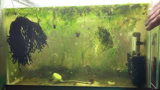 Scuds Daphnia Cherry Shrimp Copepods My aquatic food culture [upl. by Rigby348]