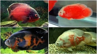 12 Different Types of OSCAR fish [upl. by Ylas522]