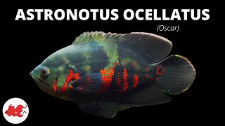 Oscar  Astronotus ocellatus ✔ [upl. by Immat]