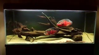 Oscar fish Astronotus ocellatus 450l tank [upl. by Dygal]