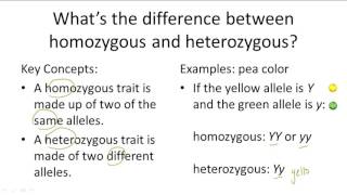 Homozygous v Heterozygous [upl. by Nodanrb]