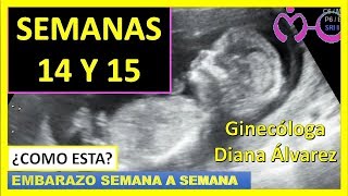 EMBARAZO SEMANA 14 Y 15 POR GINECOLOGA DIANA ALVAREZ [upl. by Nosneh338]