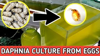 HOW TO HATCH DAPHNIA EGGS  HOW TO CULTURE DAPHNIA [upl. by Nnaillij893]