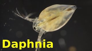 Daphnia [upl. by Raseta]