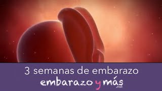 3 semanas de embarazo  Primer mes  EMBARAZOYMAS [upl. by Theadora]