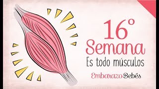 SEMANA 16 de Embarazo  4º Mes  Semana a semana [upl. by Luapleahcim]