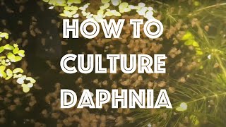 How To Culture Daphnia Magna [upl. by Michigan]