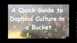 How to culture daphnia outside [upl. by Devol192]