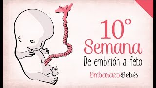 SEMANA 10 de Embarazo  3º Mes  Semana a semana [upl. by Kcirdes]