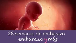 28 semanas de embarazo  Séptimo mes  EMBARAZOYMAS [upl. by Erida264]