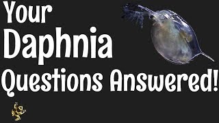 Daphnia Questions Answered [upl. by Ereveniug]