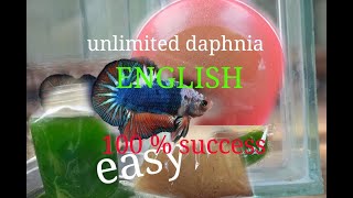 daphnia moina culture Easy way Unlimited production English  with sub Green water Chlorella [upl. by Leigh]