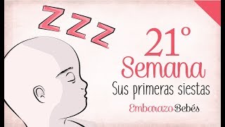 SEMANA 21 de Embarazo  5º Mes  Semana a semana [upl. by Ajin658]