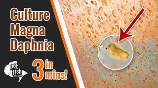 How to culture DAPHNIA MAGNA  The easy way [upl. by Ihcelek]