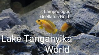 Lamprologus Ocellatus Gold [upl. by Nirik]