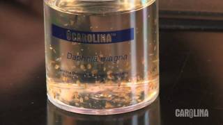 How to Care for Daphnia [upl. by Letty]