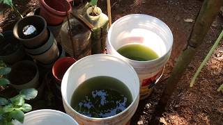 How to grow Green Water Algae [upl. by Nevins]