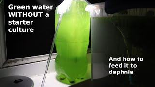 Green Water WITHOUT a Starter Culture  From Scratch  How To [upl. by Ecnadnac]