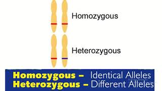 Homozygous vs heterozygous in genetics [upl. by Uzzi]