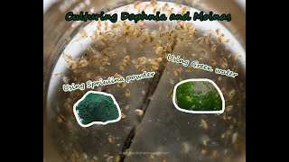 How To Culture Daphnia and Moinas using Green Water Spirulina powder [upl. by Arhaz]