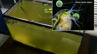 Raising Daphnia for the Freshwater Aquarium [upl. by Tenneb]