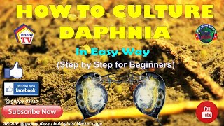 HOW TO CULTURE DAPHNIA In Easy Way [upl. by Marmion]